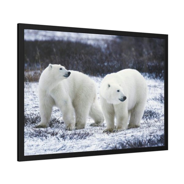 Polar Bears Walking Together Framed Poster