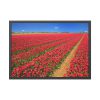 93855-80.jpg Red Tulips Field Framed Poster
