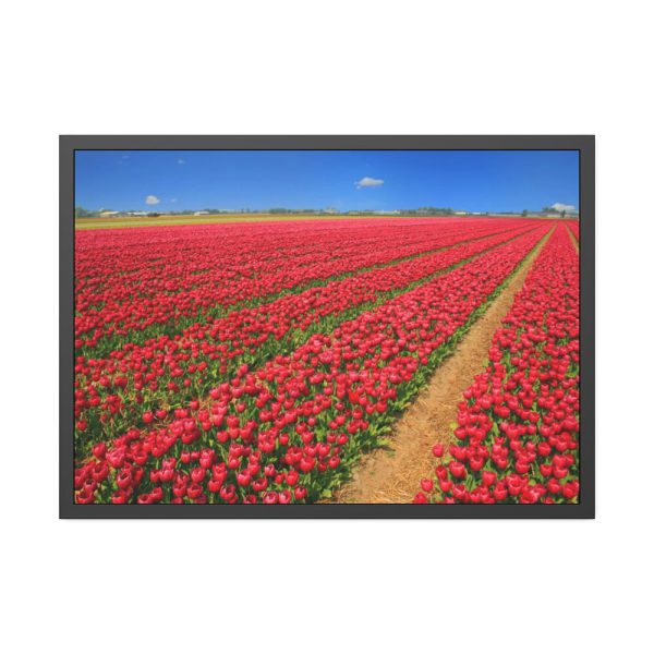 93855-80.jpg Red Tulips Field Framed Poster
