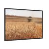 Tractor Harvest Grains of Wheat in a Farm Field Framed Canvas