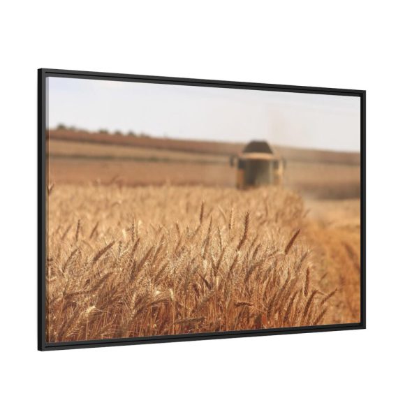 Tractor Harvest Grains of Wheat in a Farm Field Framed Canvas