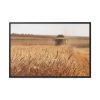 Tractor Harvest Grains of Wheat in a Farm Field Framed Canvas
