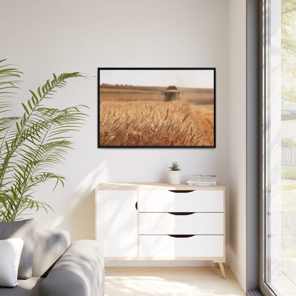 Tractor Harvest Grains of Wheat in a Farm Field Framed Canvas