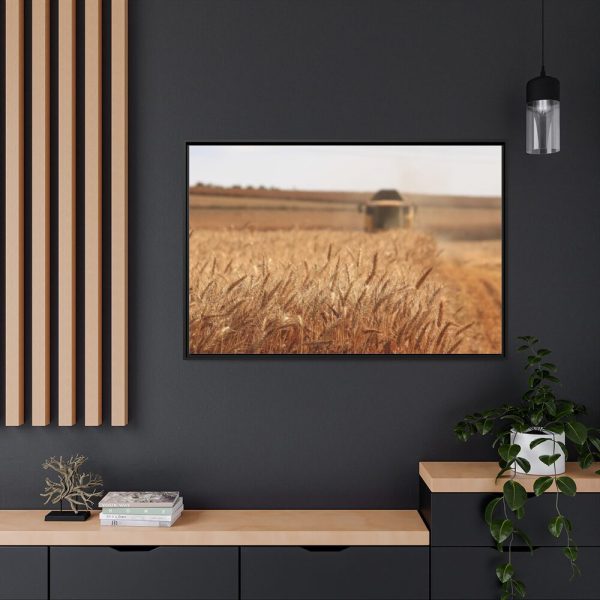 Tractor Harvest Grains of Wheat in a Farm Field Framed Canvas
