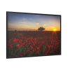 88289-355.jpg Red Poppies in the Sunset Framed Canvas