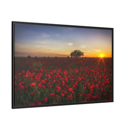 Red Poppies in the Sunset Framed Canvas