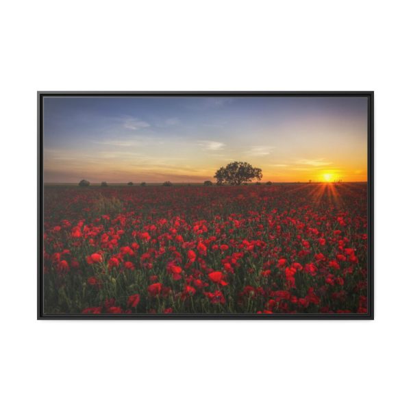 88289-356.jpg Red Poppies in the Sunset Framed Canvas