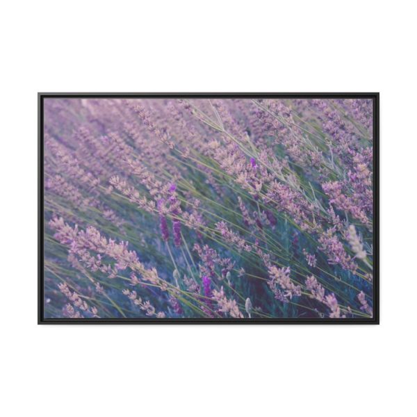 88289-361.jpg Tall Lavender Plants Framed Canvas