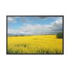 88289-366.jpg Oilseed Rape Field Yellow Framed Canvas