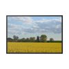 88289-371.jpg Oilseed Rape Field Rapeseeds Framed Canvas