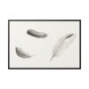 88289-96.jpg Study of Three Feathers Framed Canvas