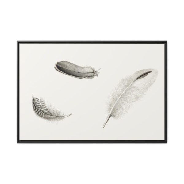 88289-96.jpg Study of Three Feathers Framed Canvas