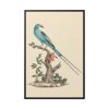 88299-1.jpg Coracias abyssinicus (Abyssinian Roller) Framed Canvas