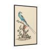 88299.jpg Coracias abyssinicus (Abyssinian Roller) Framed Canvas