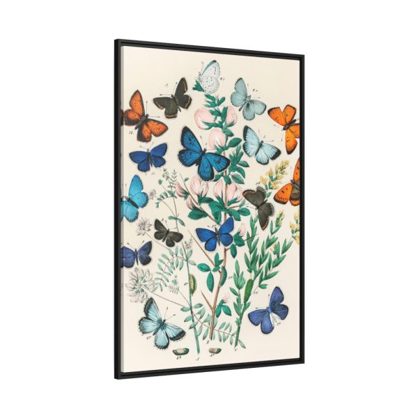 88299-170.jpg European Butterflies and Moths by William Forsell Kirby Framed Canvas