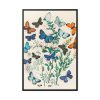 88299-171.jpg European Butterflies and Moths by William Forsell Kirby Framed Canvas