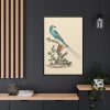 88299-4.jpg Coracias abyssinicus (Abyssinian Roller) Framed Canvas