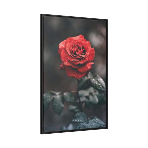 88299-90.jpg Close-up of a Red Rose With Its Petals Framed Canvas