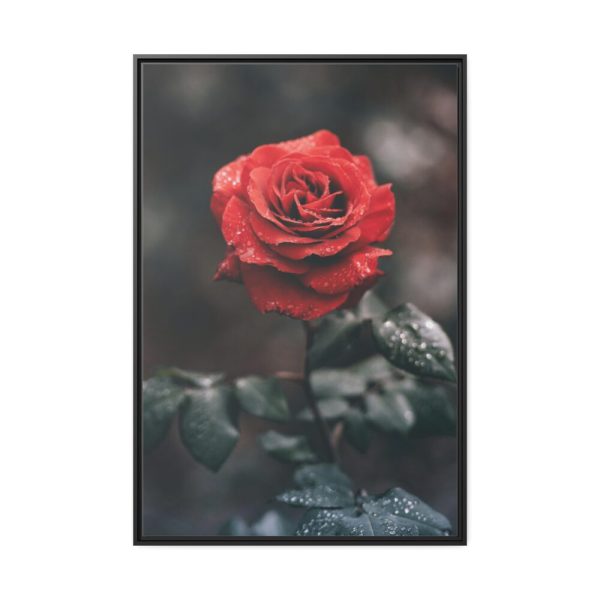 88299-91.jpg Close-up of a Red Rose With Its Petals Framed Canvas