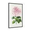 88299-95.jpg Hand Drawn Bengal Rose Framed Canvas