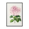 88299-96.jpg Hand Drawn Bengal Rose Framed Canvas