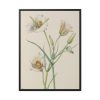 Sego Lily by Mary Vaux Walcott Framed Canvas