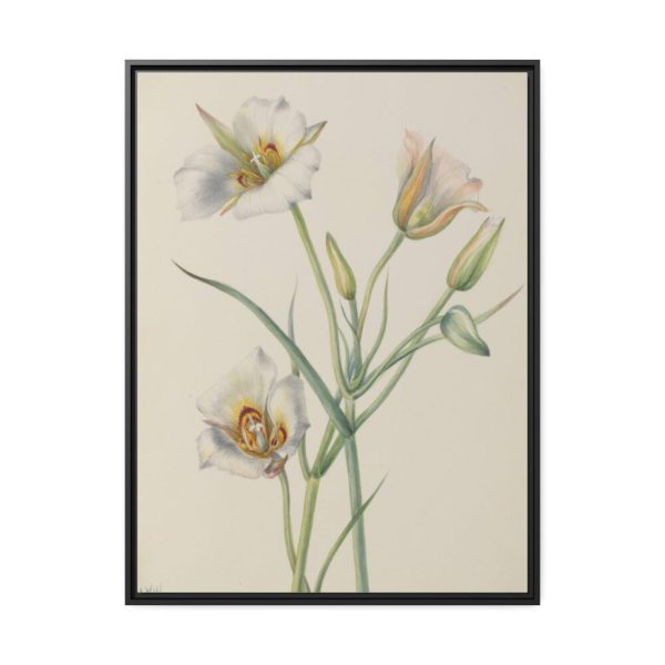 Sego Lily by Mary Vaux Walcott Framed Canvas