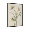 Sego Lily by Mary Vaux Walcott Framed Canvas