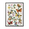 Butterfly & Moth Painting by Paul Gervais Framed Canvas