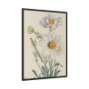 Matilija Poppy by Mary Vaux Walcott Framed Canvas