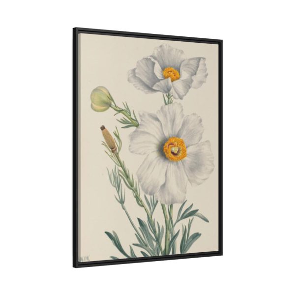 Matilija Poppy by Mary Vaux Walcott Framed Canvas