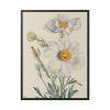 Matilija Poppy by Mary Vaux Walcott Framed Canvas