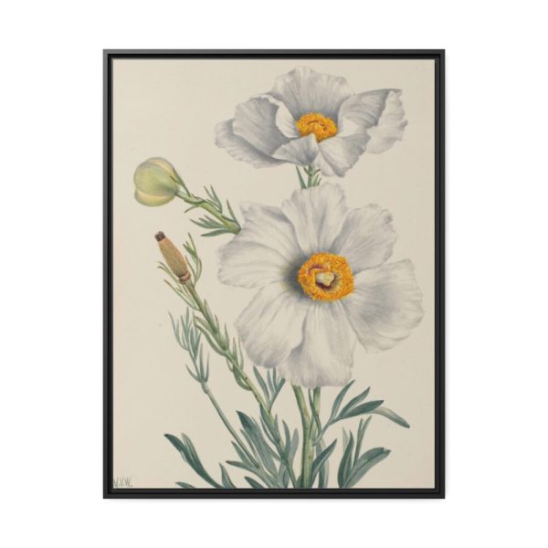 Matilija Poppy by Mary Vaux Walcott Framed Canvas