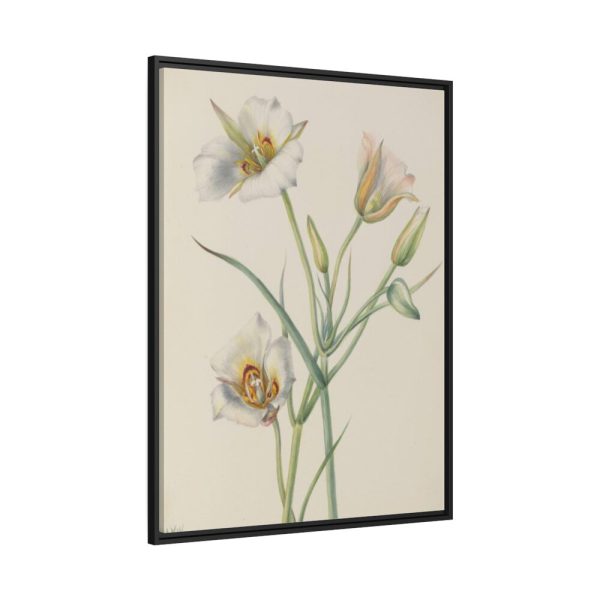 Sego Lily by Mary Vaux Walcott Framed Canvas