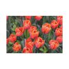 91638-181.jpg Garden Plant Standard Canvas