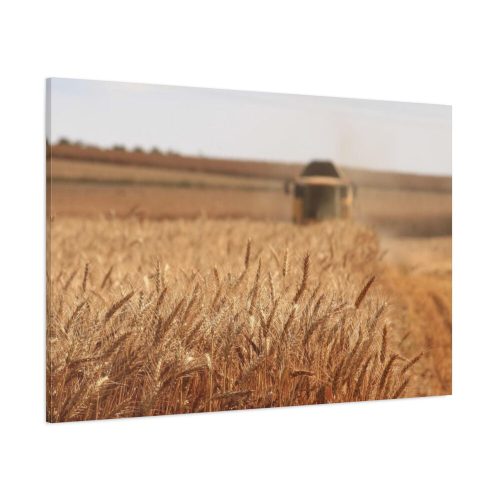 Tractor Harvest Grains of Wheat in a Farm Field Standard Canvas