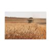 91638-226.jpg Tractor Harvest Grains of Wheat in a Farm Field Standard Canvas
