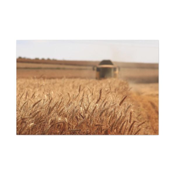 91638-226.jpg Tractor Harvest Grains of Wheat in a Farm Field Standard Canvas