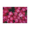 91638-301.jpg Flowers Rose Pink Bouquet Standard Canvas