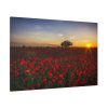 Red Poppies in the Sunset Standard Canvas