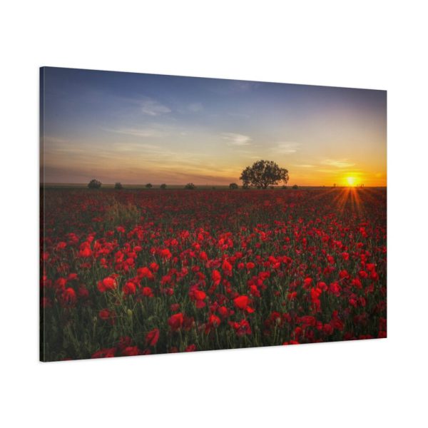 Red Poppies in the Sunset Standard Canvas