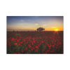 Red Poppies in the Sunset Standard Canvas