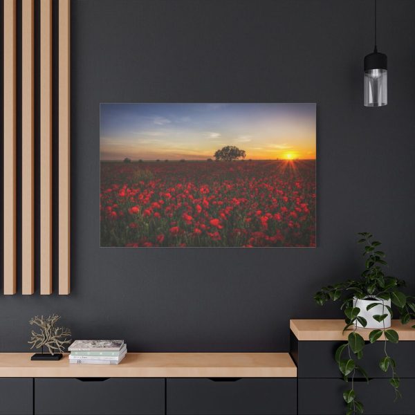 Red Poppies in the Sunset Standard Canvas