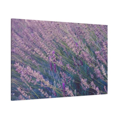 91638-370.jpg Tall Lavender Plants Standard Canvas