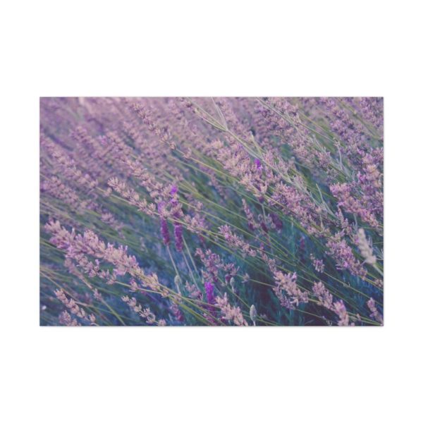91638-371.jpg Tall Lavender Plants Standard Canvas