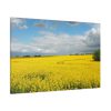 91638-375.jpg Oilseed Rape Field Yellow Standard Canvas