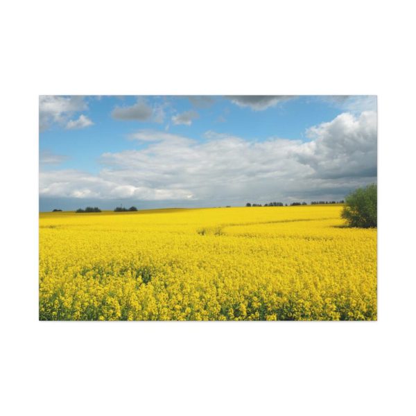 91638-376.jpg Oilseed Rape Field Yellow Standard Canvas