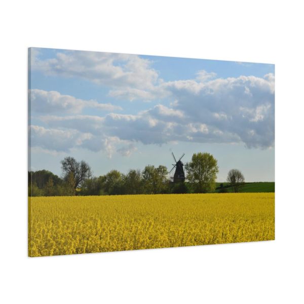 91638-380.jpg Oilseed Rape Field Rapeseeds Standard Canvas