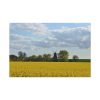 91638-381.jpg Oilseed Rape Field Rapeseeds Standard Canvas