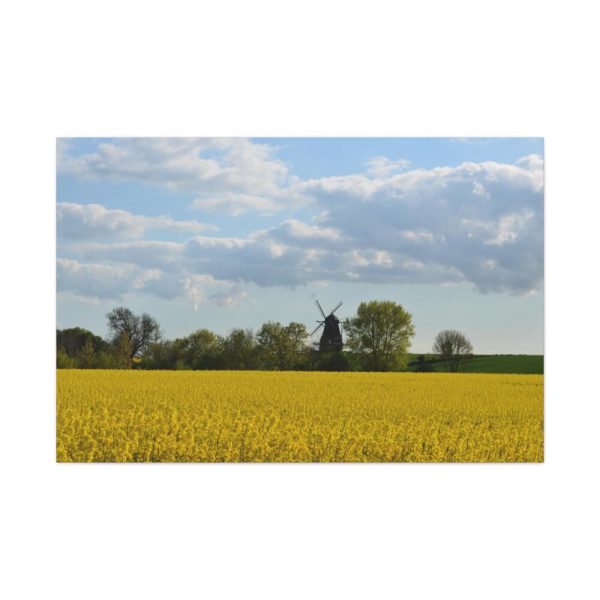 91638-381.jpg Oilseed Rape Field Rapeseeds Standard Canvas
